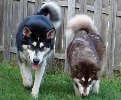Hudons Malamutes - Cinnabar