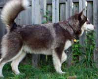 Hudons Malamutes - Cinnabar
