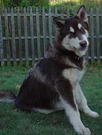 Hudons Malamutes - Cinnabar
