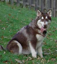 Hudons Malamutes - Cinnabar