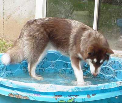 Hudons Malamutes - Cinnabar