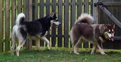 Hudons Malamutes - Cinnabar