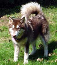 Hudons Malamutes - Cinnabar