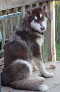 Hudons Malamutes - Cinnabar