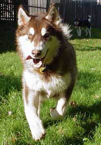 Hudons Malamutes - Cinnabar