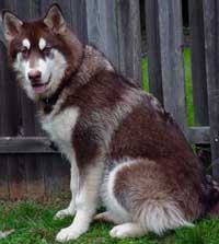 Hudons Malamutes - Cinnabar