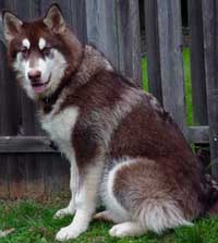 Hudons Malamutes -  Cinnabar