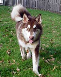 Hudons Malamutes - Cinnabar
