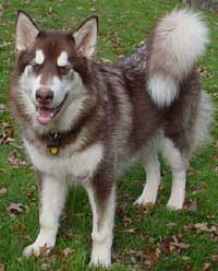 Hudons Malamutes - Cinnabar