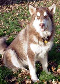 Hudons Malamutes - Cinnabar
