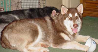 Hudons Malamutes - Cinnabar
