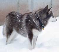 Hudons Malamutes - Cinnabar