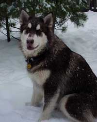 Hudons Malamutes - Cinnabar