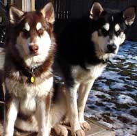 Hudons Malamutes - Cinnabar