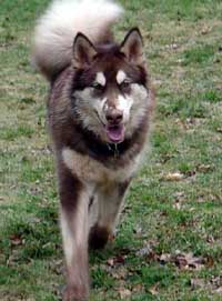 Hudons Malamutes - Cinnabar
