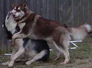 Hudons Malamutes - Cinnabar