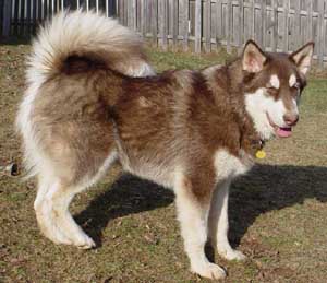Hudons Malamutes - Cinnabar