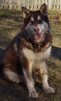 Hudons Malamutes - Cinnabar