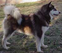 Hudons Malamutes - Cinnabar