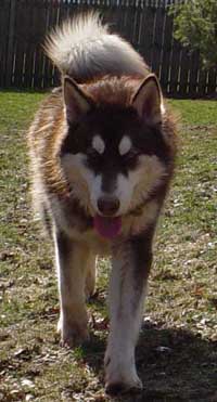 Hudons Malamutes - Cinnabar