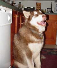 Hudons Malamutes - Cinnabar
