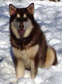 Hudons Malamutes - Cinnabar