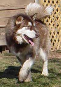 Hudons Malamutes - Cinnabar