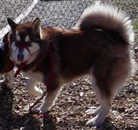 Hudons Malamutes - Cinnabar
