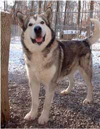 Hudsons Malamutes - Glacier