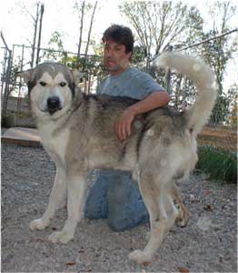 Hudsons Malamutes - Glacier