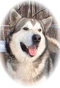 Hudsons Malamutes - Glacier