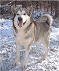 Hudsons Malamutes - Glacier