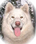 Hudsons Malamutes - Isis