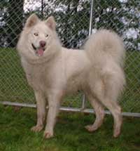 Hudsons Malamutes - Isis