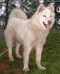 Hudsons Malamutes - Isis
