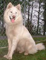 Hudsons Malamutes - Isis