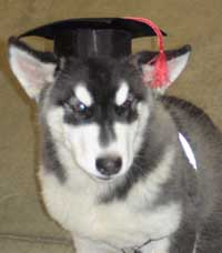 Hudsons Malamutes - Huan - Puppy Kindergarten graduate
