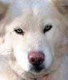 Hudsons Igloo -  White Alaskan Malamute
