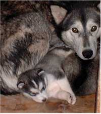 Hudons Malamutes - Juliette - born March 8, 2004