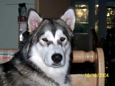 Hudons Malamutes - Juliette - born March 8, 2004