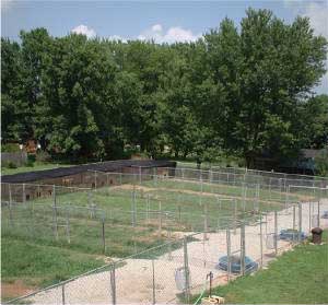 Hudsons Malamutes Spacious Clean Kennels - Malamute Kennels