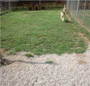 Hudsons Malamutes Spacious Clean Kennels - Malamute Kennels