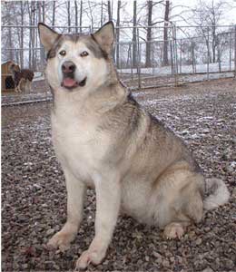 Hudsons Malamutes - Keva