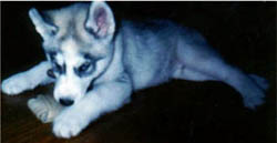 Kiev as a pup, born May 24, 1992