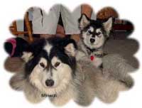 Hudons Malamutes - Kina