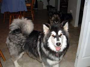 Hudons Malamutes - Kina