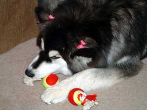 Hudons Malamutes - Kina