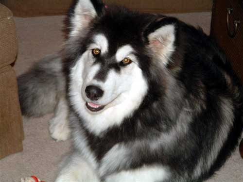 Hudons Malamutes - Kina