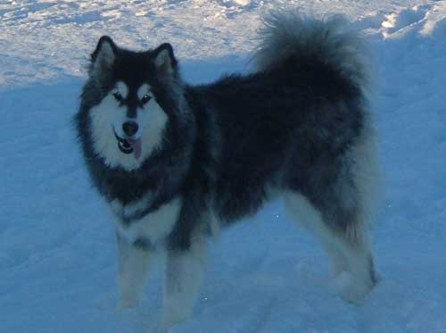 Hudons Malamutes - Kina