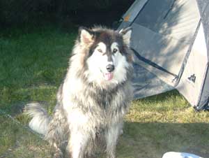 Hudons Malamutes - Kina